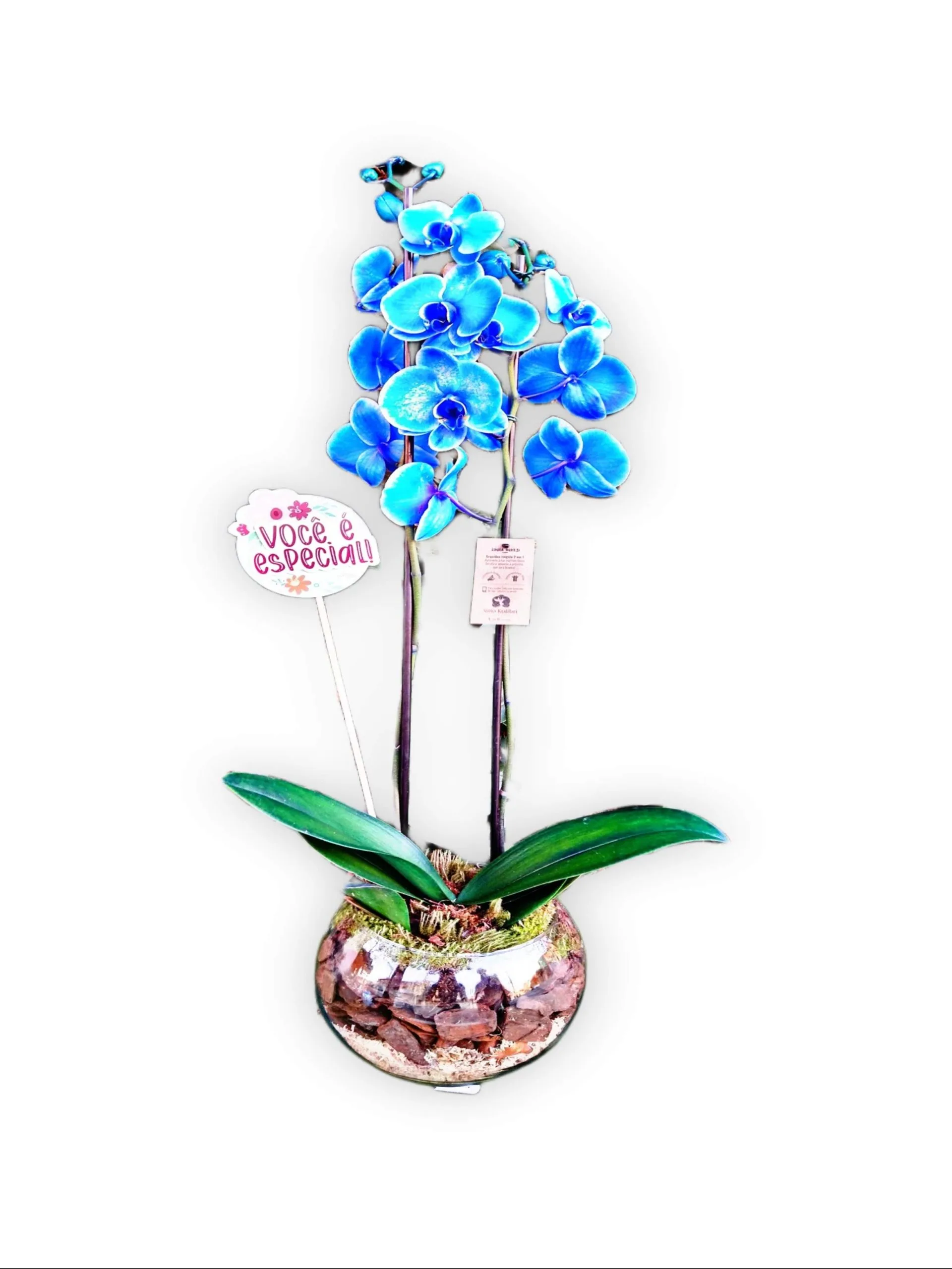 Luxuosa Orqu�dea Phalaenopsis Azul no Vaso de Vidro