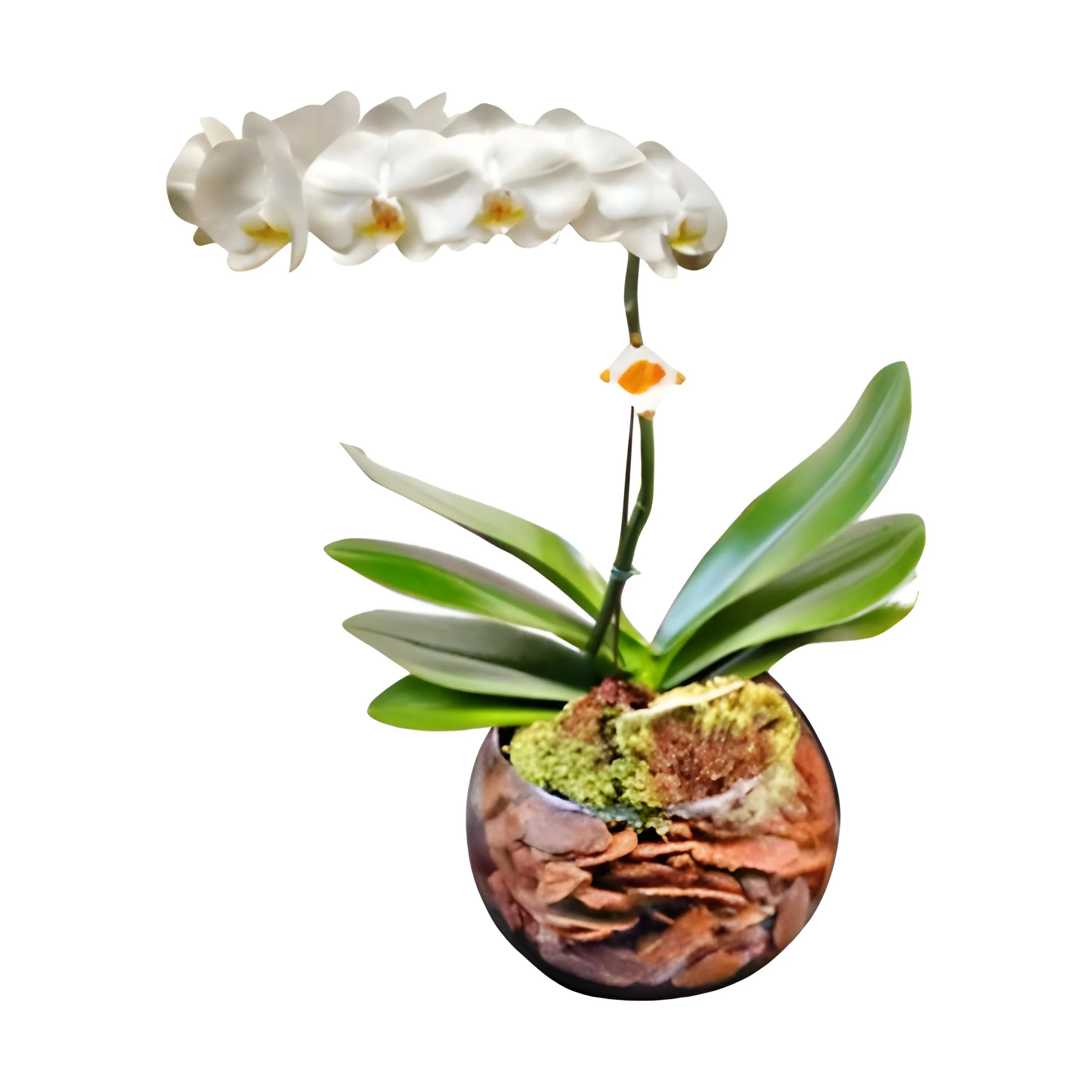 Orqu�dea no vaso de vidro