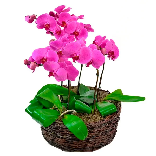 Sofisticadas Garden Phalaenopsis Pink