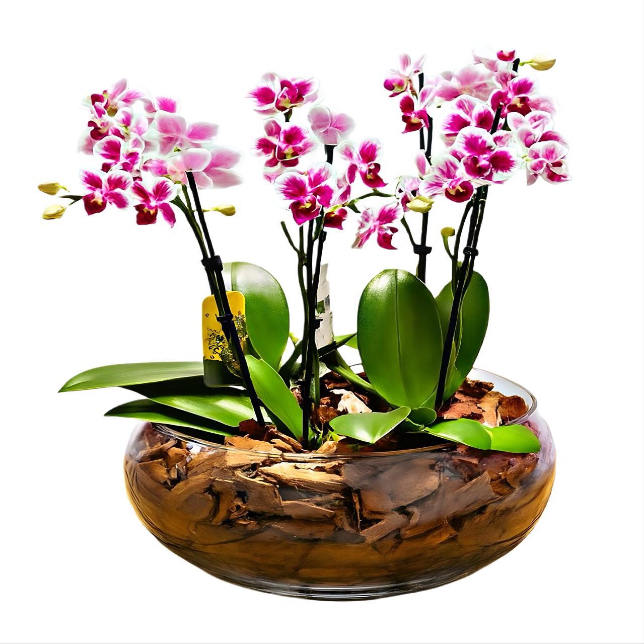 Jardim m�dio de Mini Orquideas no Vidro