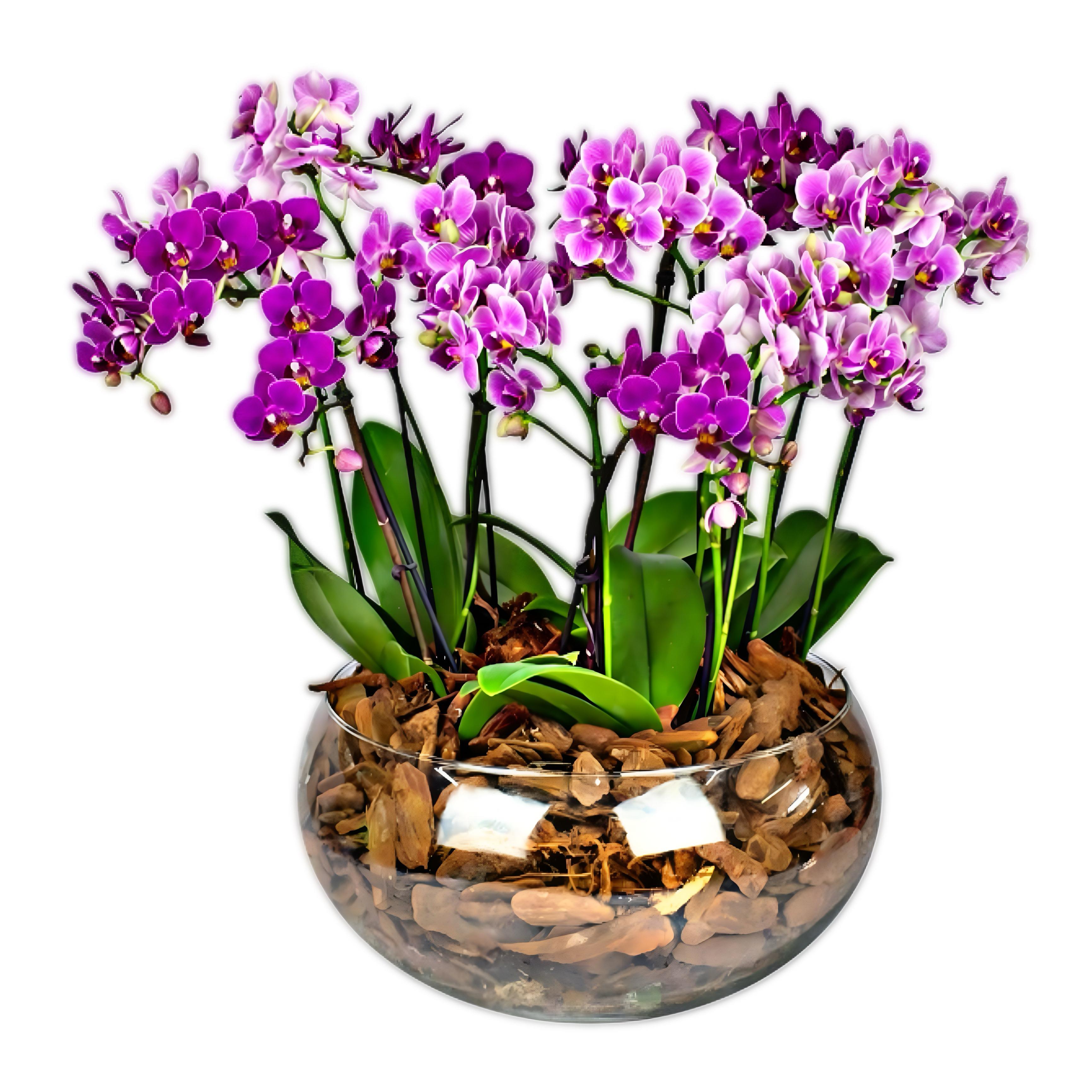 Jardim Grande de 10 Mini Orquideas no Vidro