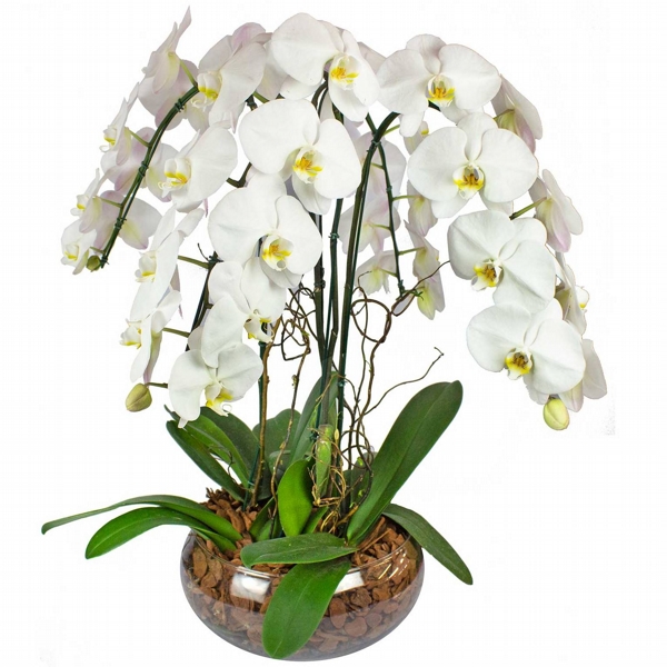 4 Orqu�deas Phalaenopsis Cascata Branca no Vaso de Vidro 