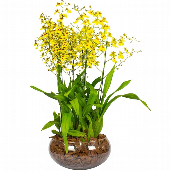 Jardim de Chuva de Ouro 