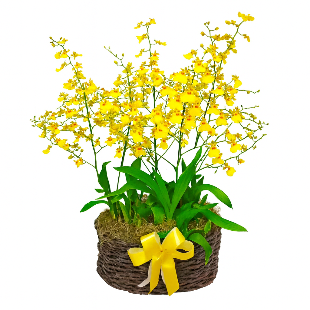 Sofisticadas Garden Orqu�dea Chuva de Ouro