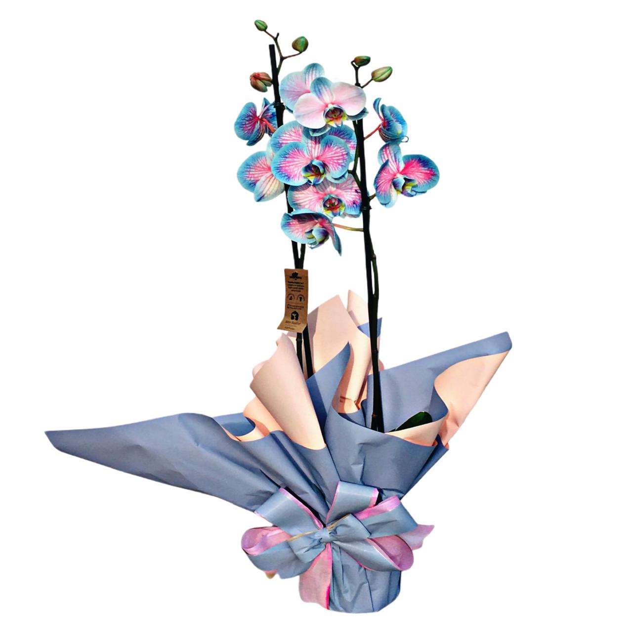 Luxuosa Orqu�dea Frozen